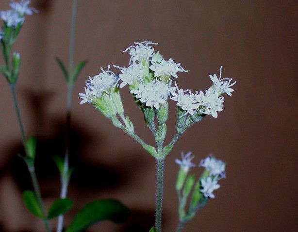 стевия стевия