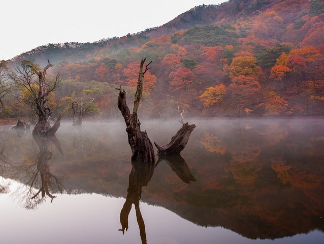 пенек в воде пенек в воде