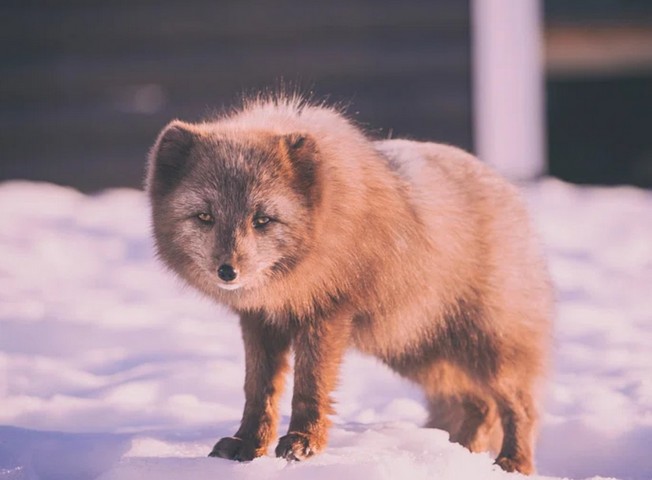 арктическая лиса арктическая лиса