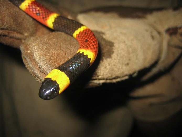 змеи с токсичным укусом