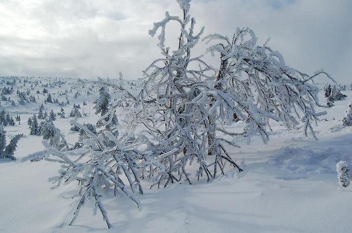 Белое дерево в польских горах