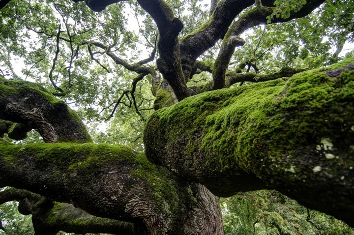 дуб ведьм дуб ведьм