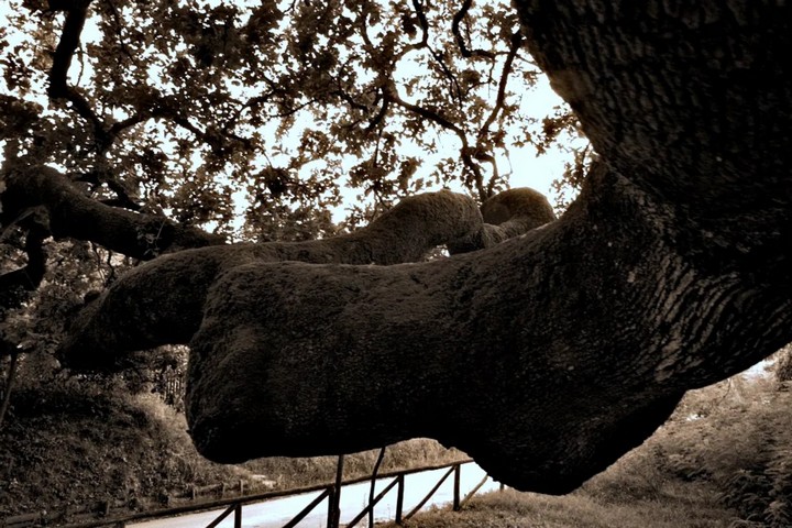 ствол дерева