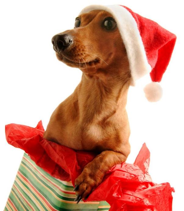 Такса в красной рождественской шапочке