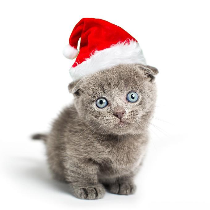 Котёнок в рождественском колпаке