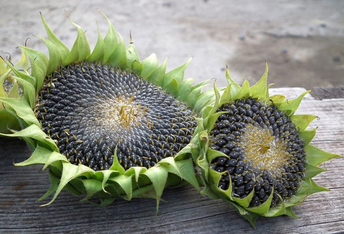 подсолнечник подсолнечник