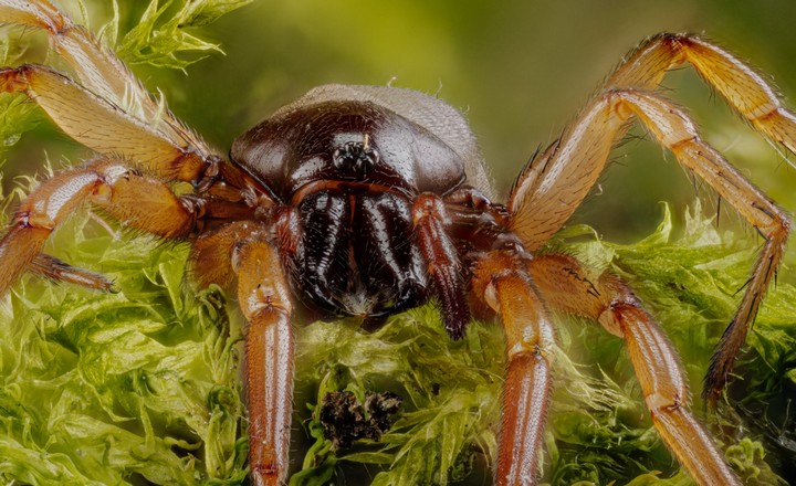 глаз мокричника