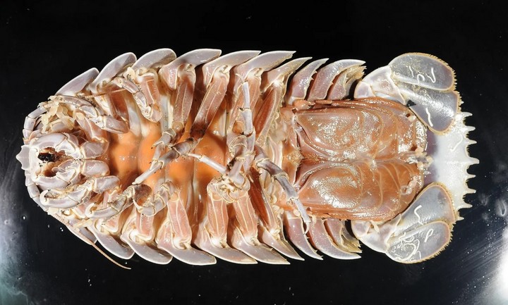 лапки изопода