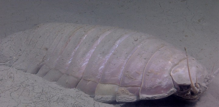 изопод гигант