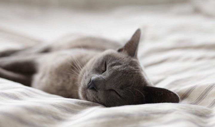 сонность сонность