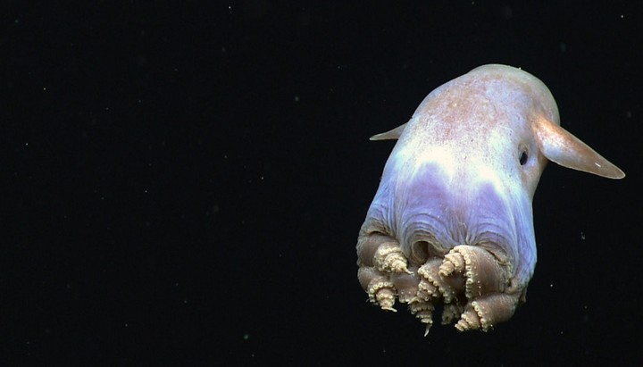 осьминог дамбо