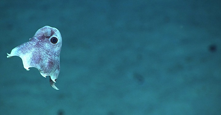 подводный мир