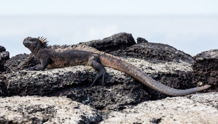 морские игуаны морские игуаны