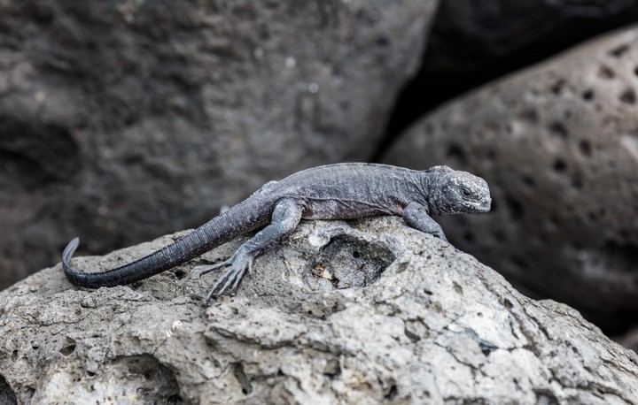 игуана игуана