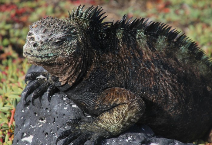 игуана игуана