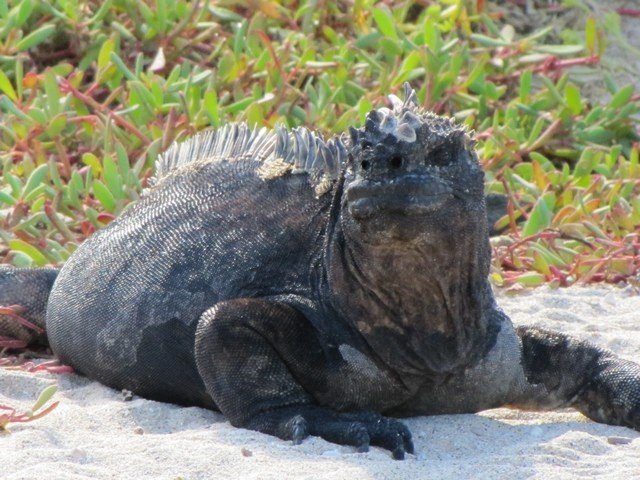 природа галапагос природа галапагос