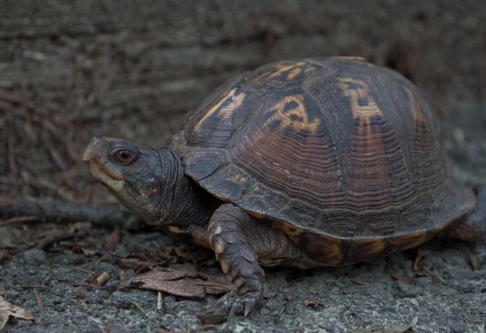 панцирь черепахи панцирь черепахи