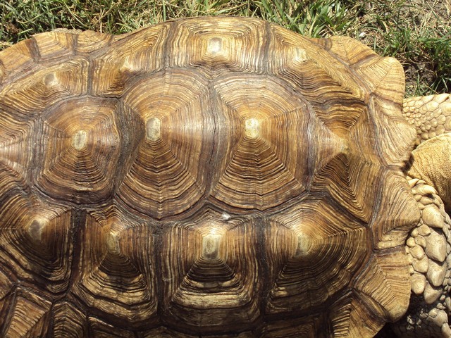 панцирь панцирь