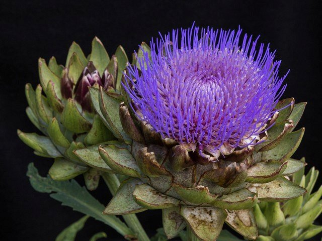 распустившийся артишок