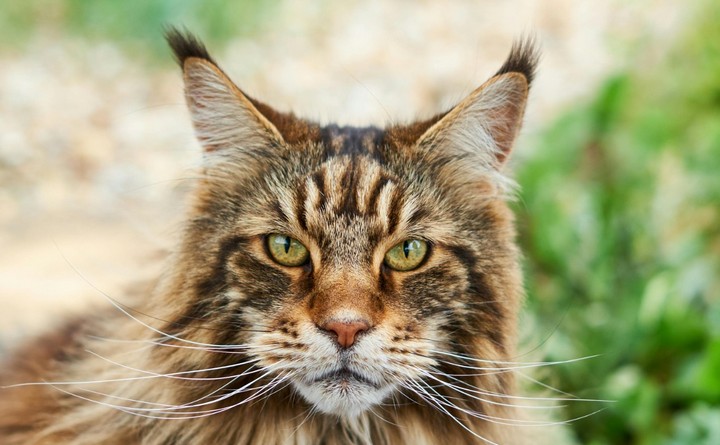 большой кот