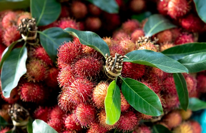 рамбутан рамбутан