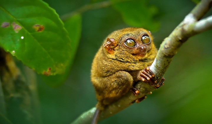 долгопят долгопят