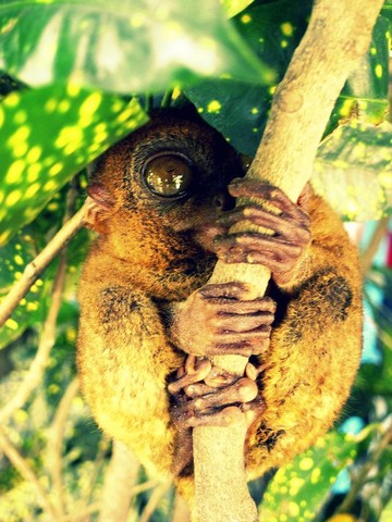 долгопят долгопят