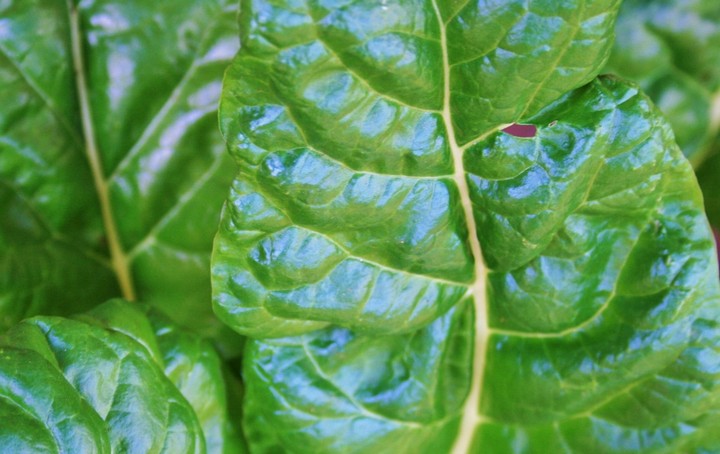 лист шпината лист шпината