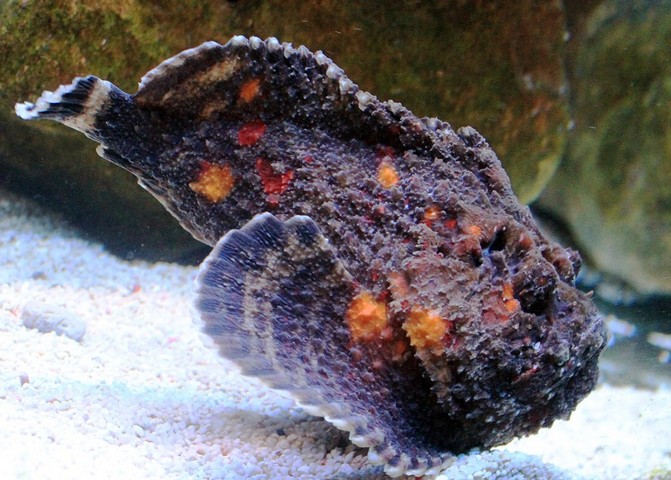 бородавчатка бородавчатка