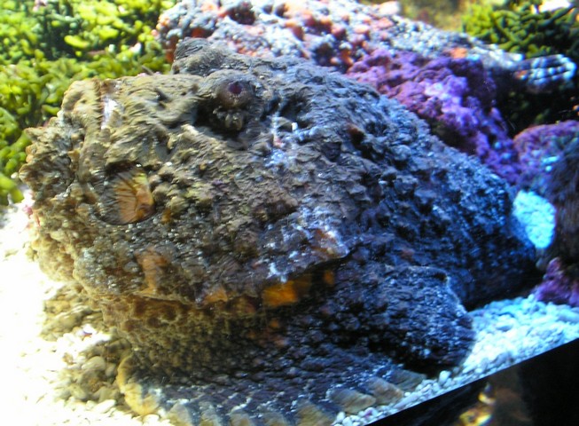 рыба-камень