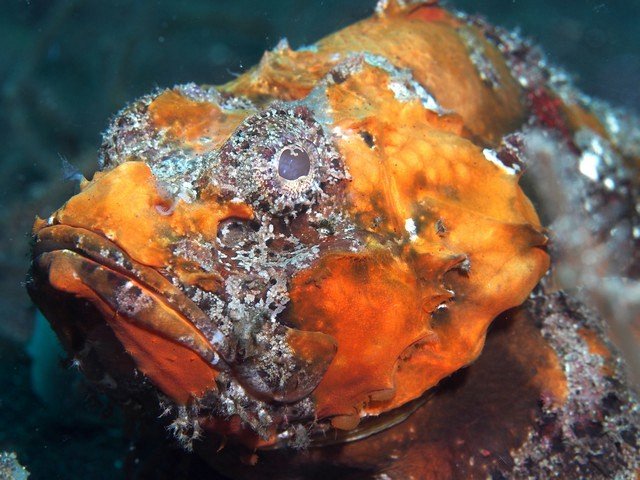 оранжевая рыба оранжевая рыба