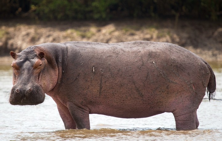 гиппопотам