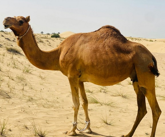 верблюд