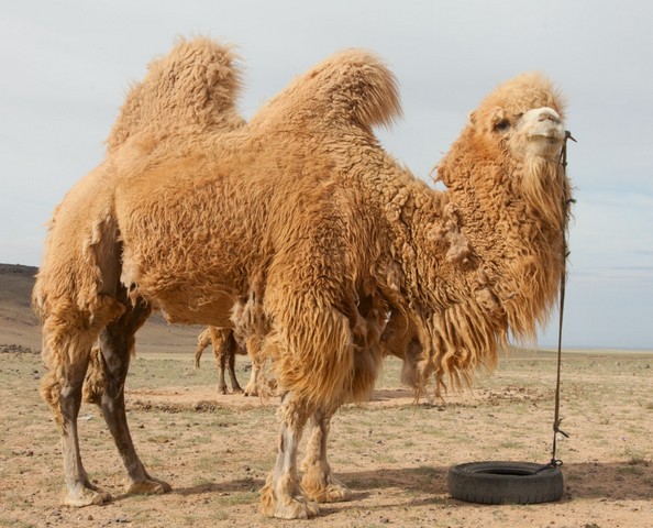 шерсть верблюда