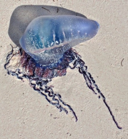 португальский кораблик