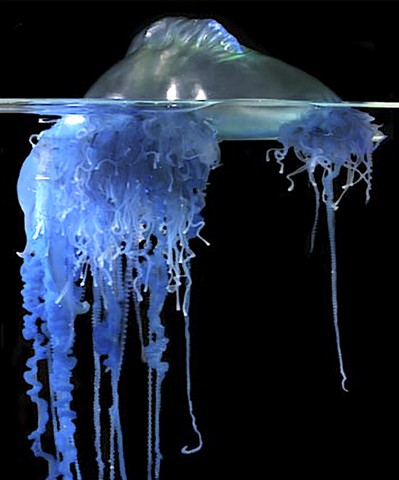 ядовитое существо