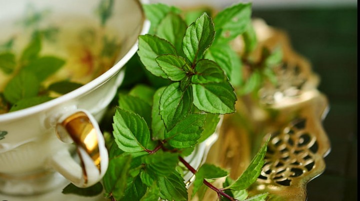 чай из мяты