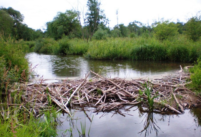бобры и плотина бобры и плотина