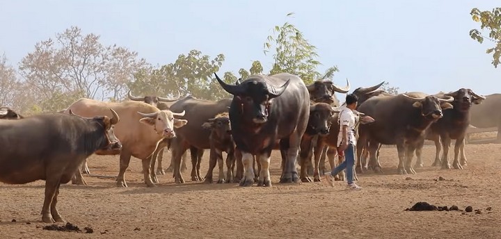 буйвол кинг-конг буйвол кинг-конг