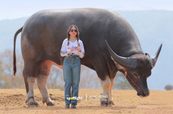 высокий буйвол высокий буйвол
