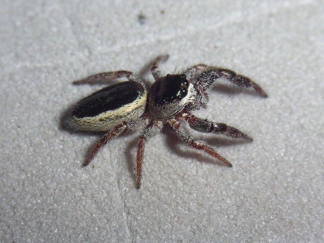 паук вегетарианец паук вегетарианец