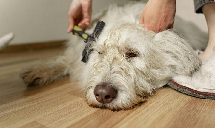 собака и шерсть собака и шерсть