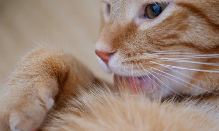 кот лижет шерсть кот лижет шерсть