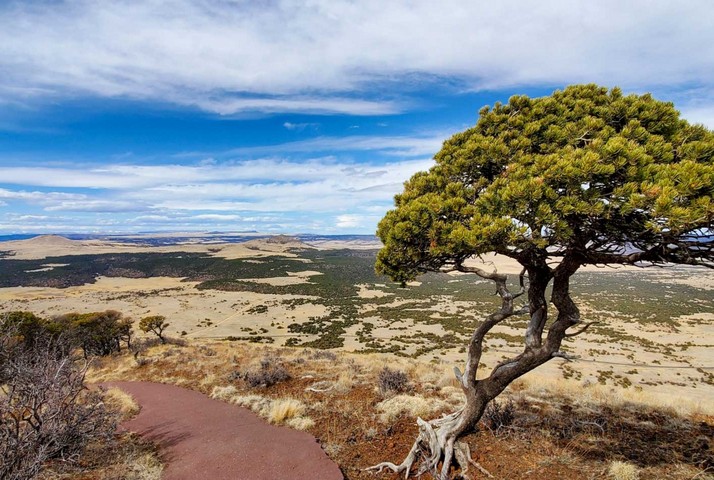 дорога и дерево