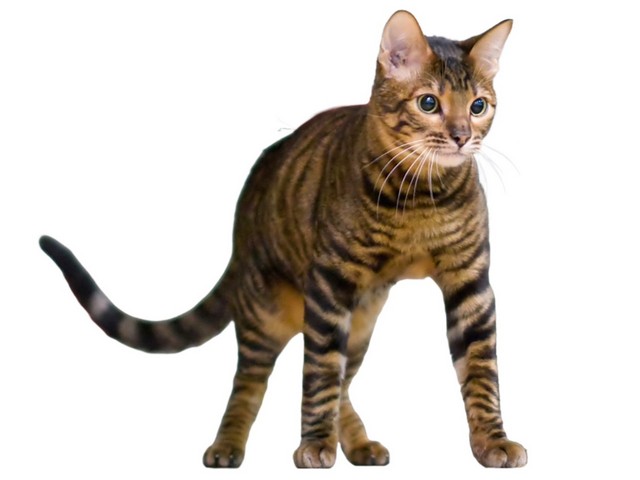 тойгер тойгер