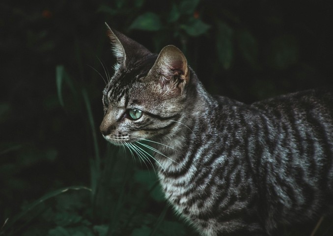 порода кошки порода кошки