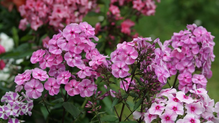 цветущий садовый участок с многолетними растениями