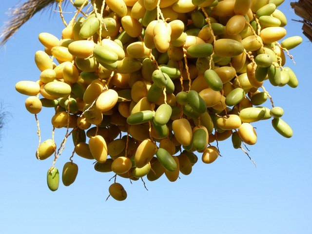 желтые финики