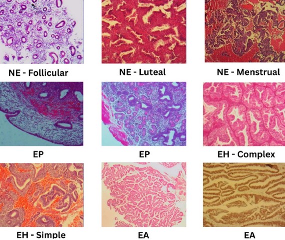 анализ тканей анализ тканей