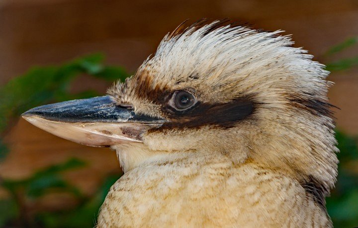 голова кукабары